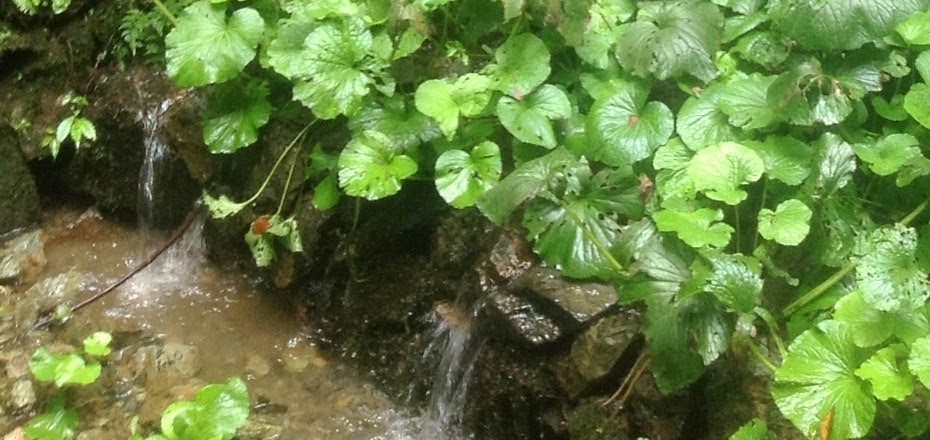 【6/19(日)第二回開催!】わさび田体験ツアー 【6/19(日)第二回開催!】わさび田体験ツアー