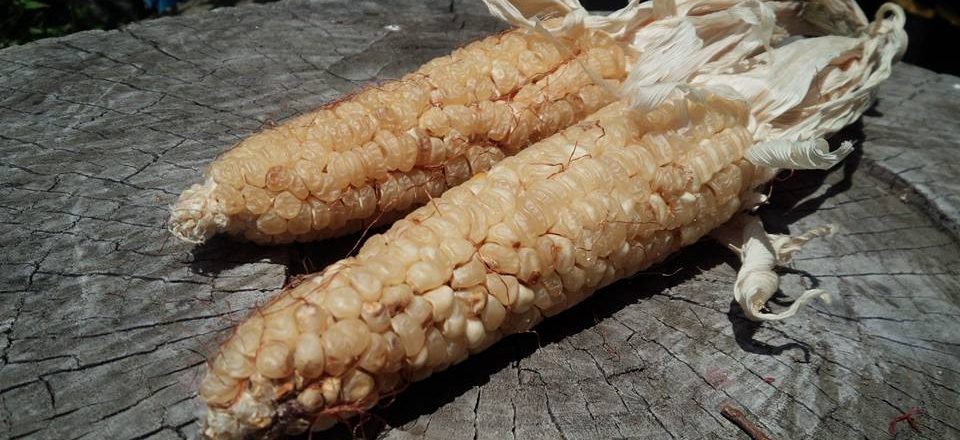 こすげ在来野菜の種（固定種）を撒いてます。