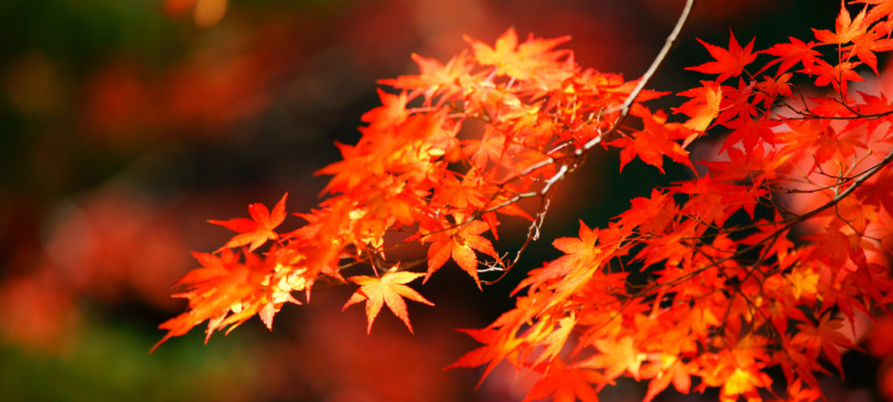 小菅村 秋の体験プログラムを一挙紹介! 小菅村 秋の体験プログラムを一挙紹介!