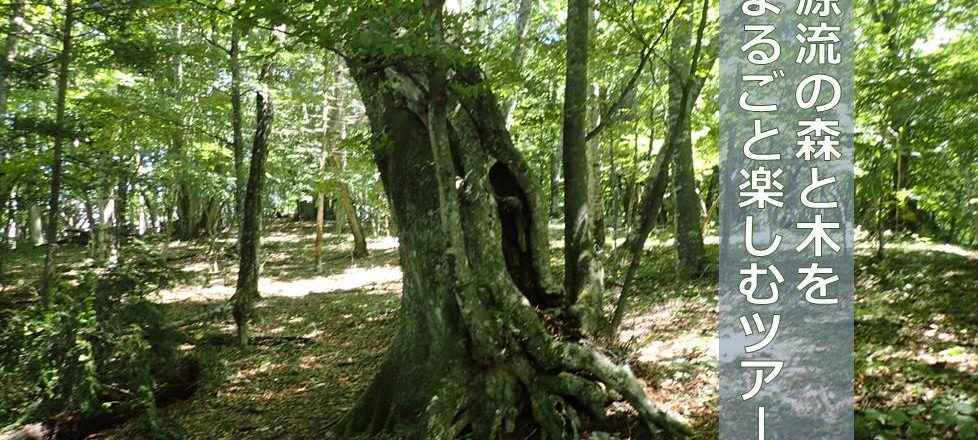 【10/8,9 募集終了】源流の森と木をまるごと楽しむツアー 【10/8,9 募集終了】源流の森と木をまるごと楽しむツアー