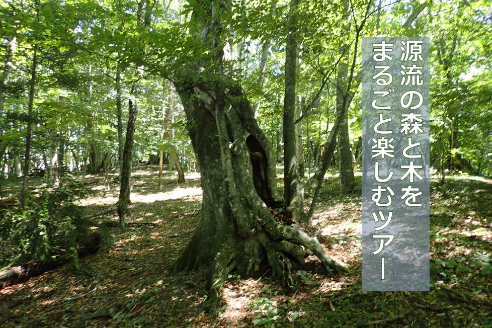 【10/8,9 募集終了】源流の森と木をまるごと楽しむツアー