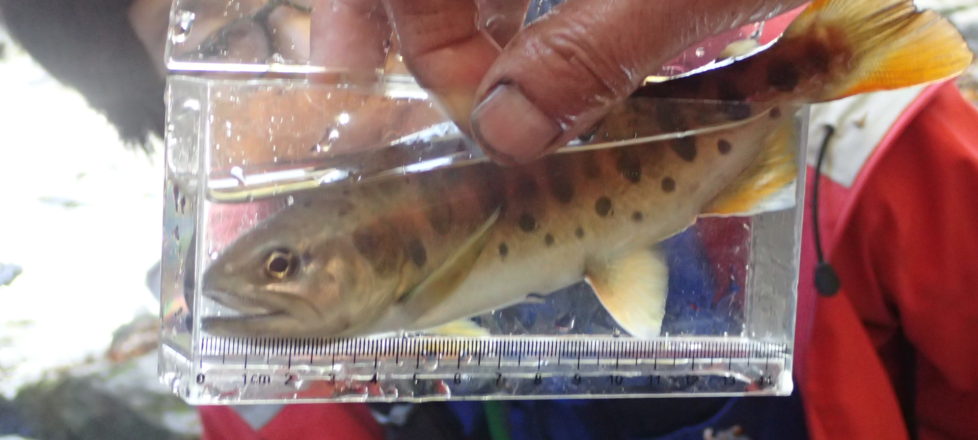 多摩川源流秋の沢歩き 多摩川源流秋の沢歩き