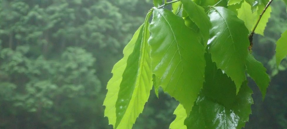 雨男だからこそ言わせてほしい、雨の日の源流と森