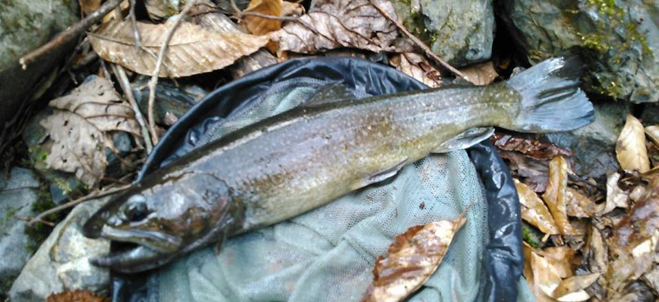 小菅川渓流解禁まで約1ヶ月! 小菅川渓流解禁まで約1ヶ月!