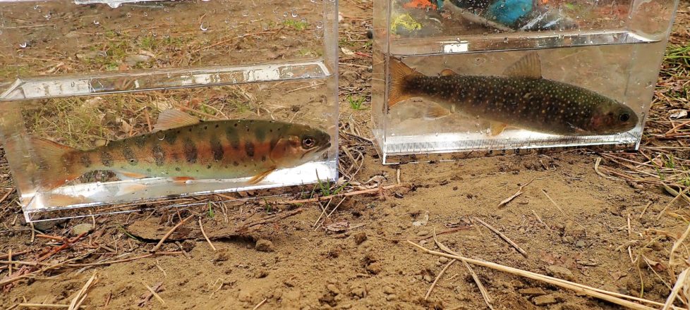 2月17日「近場で山のお魚観察」報告