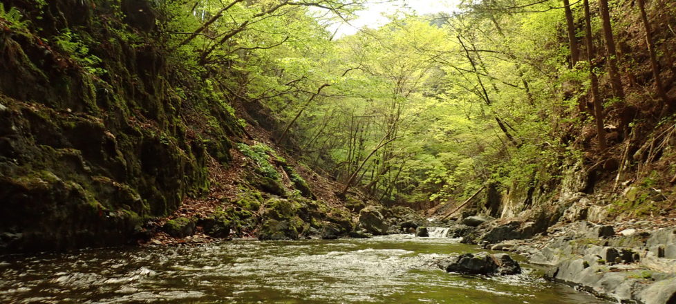 4月28日渓流釣り散策ツアー報告