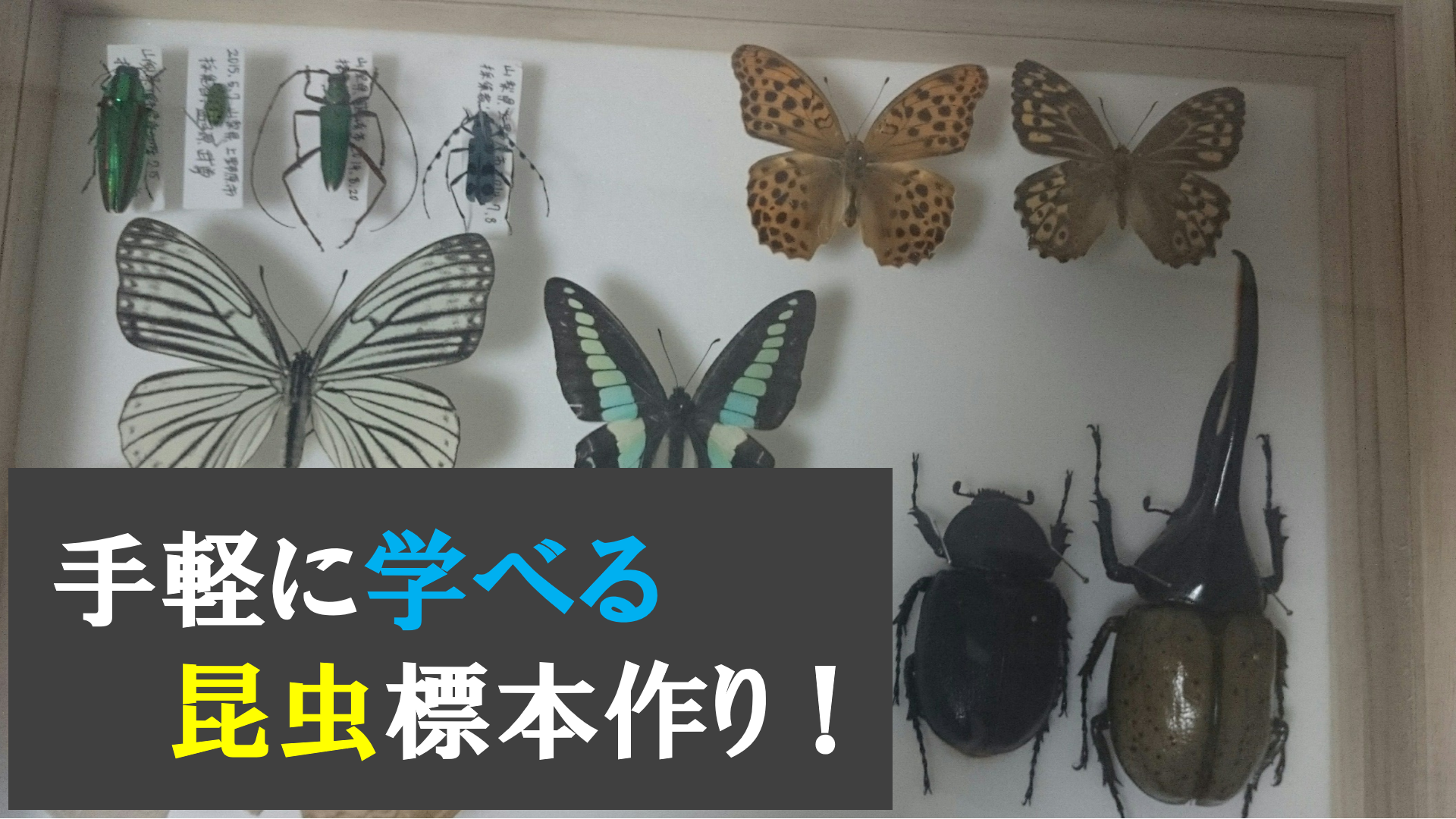 昆虫採集＆昆虫標本作成プログラム開催します！
